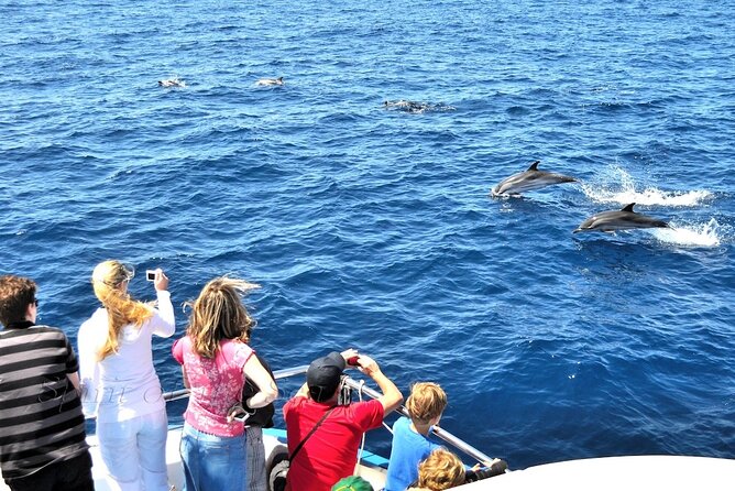 Spirit of the Sea: Cetacean sighting in Gran Canaria - How the Crew Works: Respectful Viewing That Actually Matters