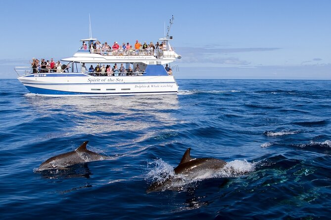 Spirit of the Sea: Cetacean sighting in Gran Canaria - If You Don’t See Whales or Dolphins: The Bonus Plan