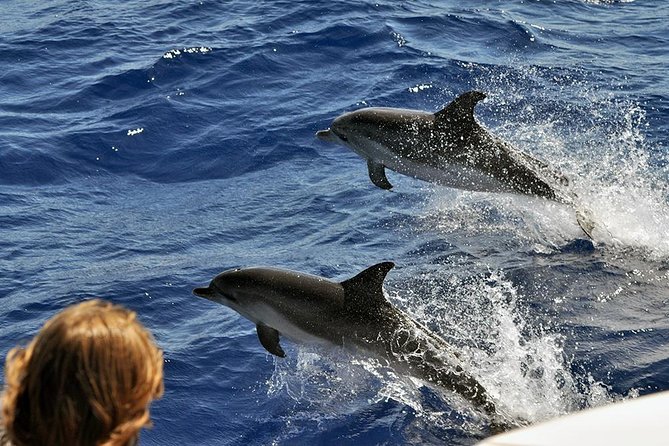 Spirit of the Sea: Cetacean sighting in Gran Canaria - Itinerary Walkthrough: What Happens During the Cruise