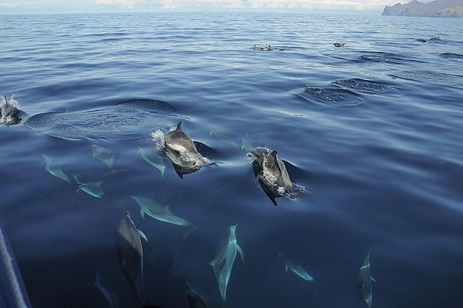 Spirit of the Sea: Cetacean sighting in Gran Canaria - Price and Value: Is $48.27 Worth It?