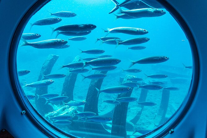 SUBMARINE ADVENTURE - Submarine Excursion in Puerto de Mogán - Price and value: is $45.53 worth it?